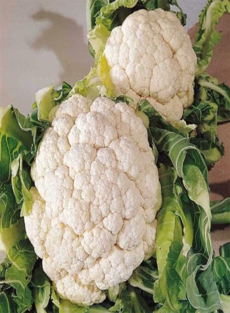 GGOOT 230 Seeds of Cauliflower Snowball Fresh Herb, Grow Your Own Garden Simply Garden