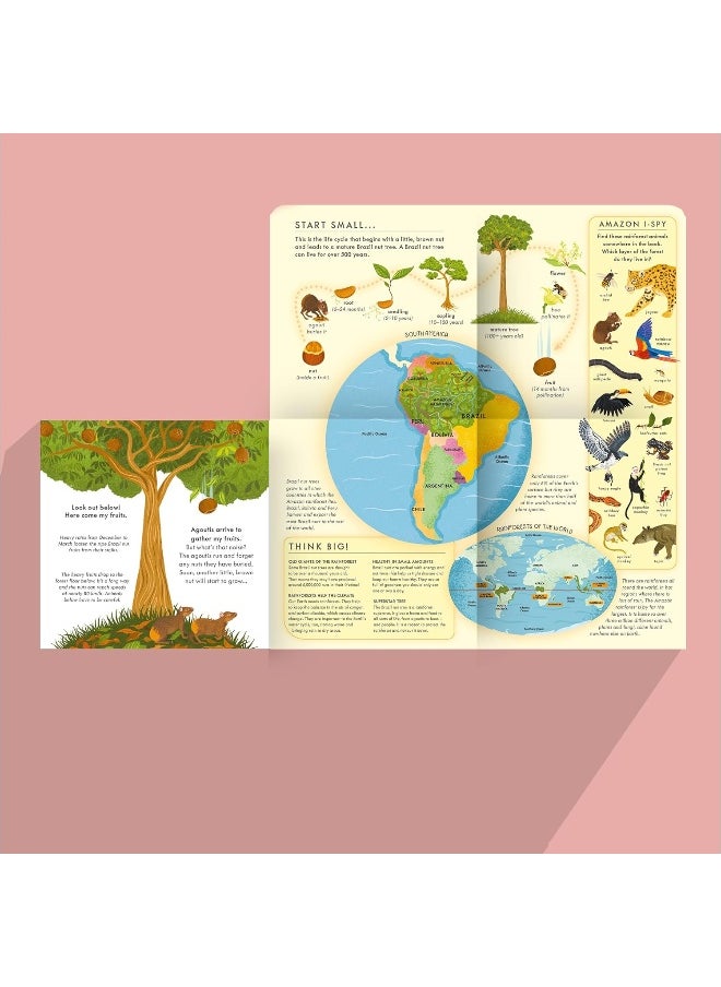 Little, Brown Nut: A fact-filled picture book about the life cycle of the Brazil nut tree, with fold-out map of the Amazon rainforest (ages 4-8)
