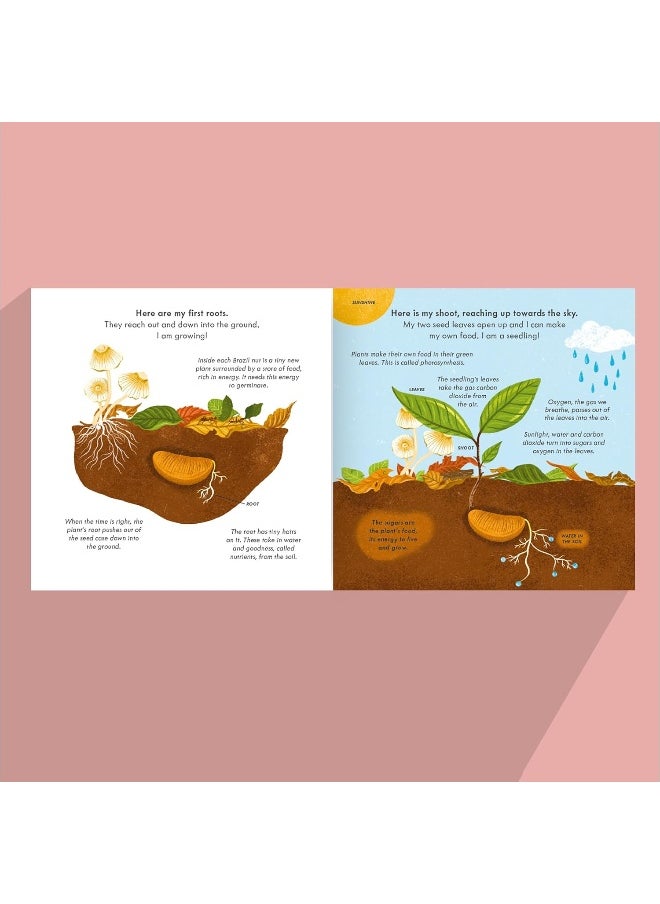 Little, Brown Nut: A fact-filled picture book about the life cycle of the Brazil nut tree, with fold-out map of the Amazon rainforest (ages 4-8)