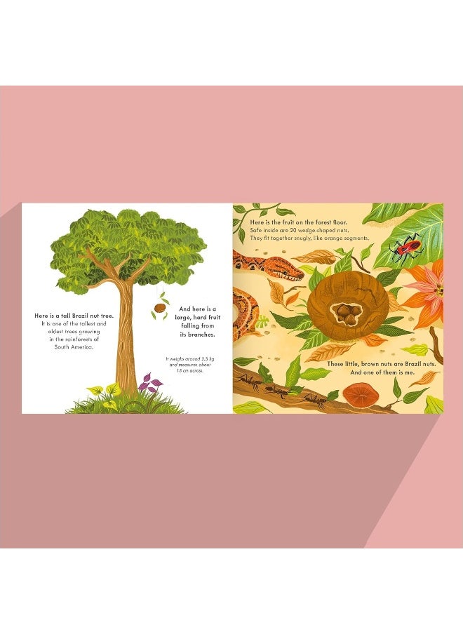 Little, Brown Nut: A fact-filled picture book about the life cycle of the Brazil nut tree, with fold-out map of the Amazon rainforest (ages 4-8)