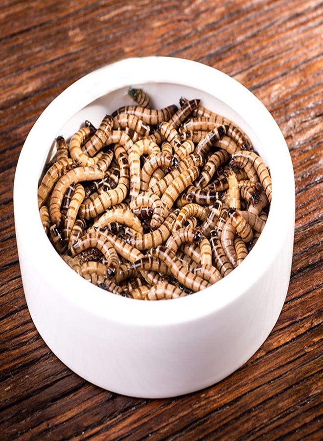 كريت آيديا مجموعة أطباق ديدان الزواحف من كريت آيديا، قطعتان، حافة منحنية، مقاومة للماء، مصنوعة من السيراميك، مثالية لتهريب السحالي، مقاس 2.8 بوصة، لون أبيض ناعم عديم الطعم، مناسبة للعناكب، الوزغ، والسرطانات. - Image 4