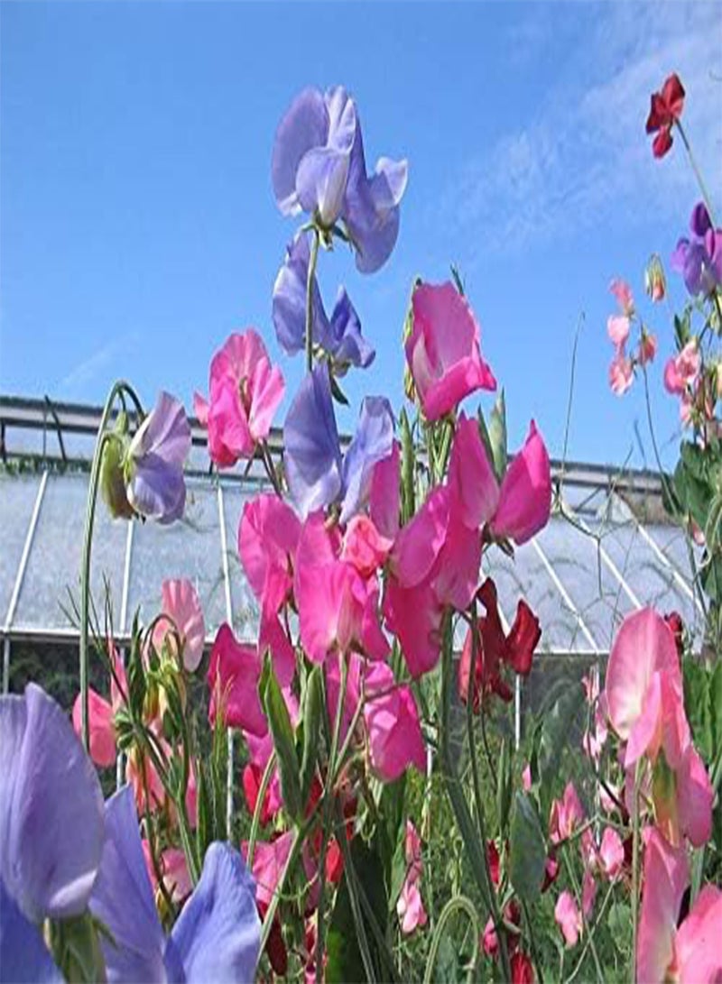 GGOOT Sweet Pea Fairy Special Mixed x 50 Seeds with Scented Blooms