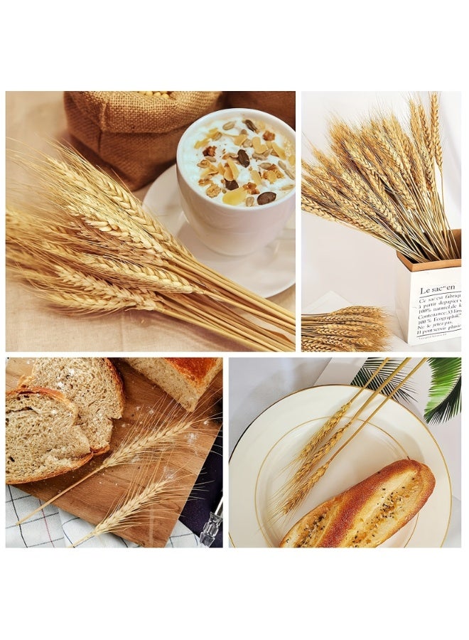 MirageBotanics 100~300 Stems 45cm Dried Wheat Flowers - Natural Ear of Wheat Grain Flowers - DIY Arrangements for Wedding, Store Decorative Autumn Wreath,Office, Home Decoration - Image 4