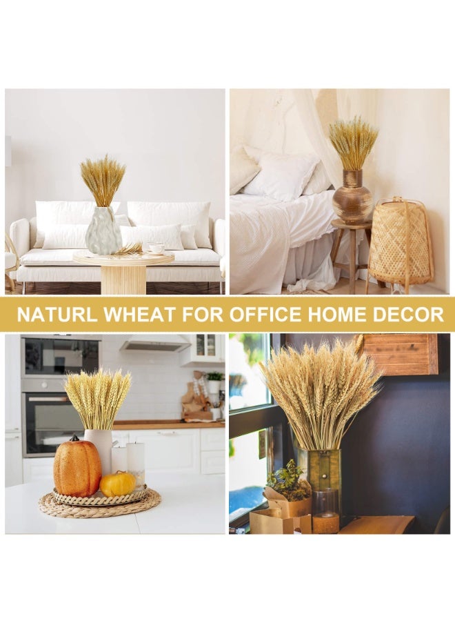 MirageBotanics 100~300 Stems 45cm Dried Wheat Flowers - Natural Ear of Wheat Grain Flowers - DIY Arrangements for Wedding, Store Decorative Autumn Wreath,Office, Home Decoration - Image 3