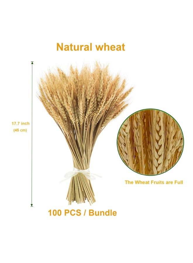 MirageBotanics 100~300 Stems 45cm Dried Wheat Flowers - Natural Ear of Wheat Grain Flowers - DIY Arrangements for Wedding, Store Decorative Autumn Wreath,Office, Home Decoration - Image 2