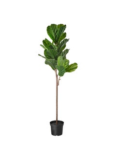 Artificial Potted Plant Indoor & Outdoor Fiddle-Leaf Fig 19 Cm - pzsku/Z6487ACD1C47809096514Z/45/_/1723017474/2bb00100-1c93-4bb5-9214-7610b737535d