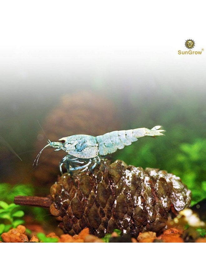 SunGrow Alder Cones for Shrimps, Water Conditioner for Freshwater Shrimp Tanks, Aquarium Decorations & Accessories (50 Pcs) - Image 4