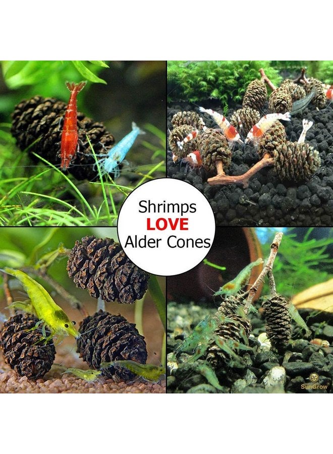 SunGrow Alder Cones for Shrimps, Water Conditioner for Freshwater Shrimp Tanks, Aquarium Decorations & Accessories (50 Pcs) - Image 2