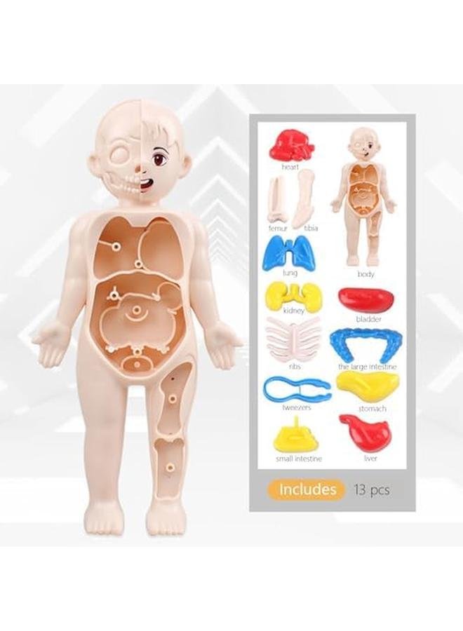 Excefore Human Body Model For Kids 13Pcs Removable Human Torso Anatomy Model Body Parts For Toddlers Preschool Learning Toys Age 4 Plus Medical Student Learning School Education Display - Image 2