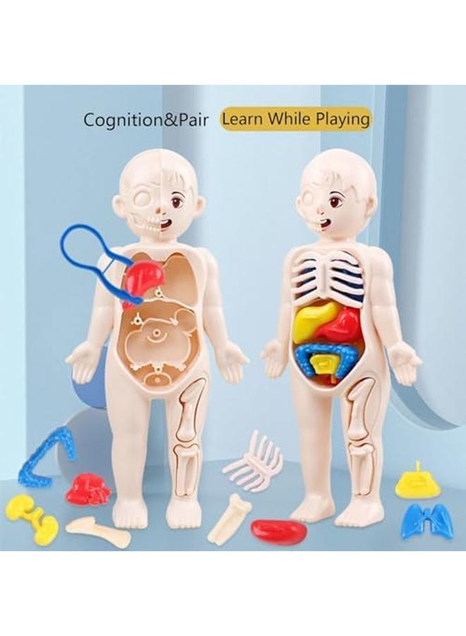 Excefore Human Body Model For Kids 13Pcs Removable Human Torso Anatomy Model Body Parts For Toddlers Preschool Learning Toys Age 4 Plus Medical Student Learning School Education Display - Image 4