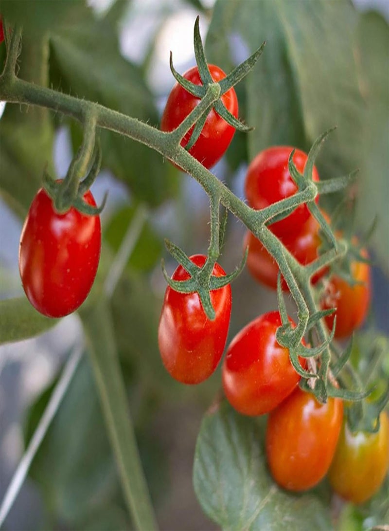 GGOOT 100Pcs/Bag Vegetable Seeds Nutrition Delicious Sweet Cherry Sized Tomatoes Household Tomato Seeds - Image 2