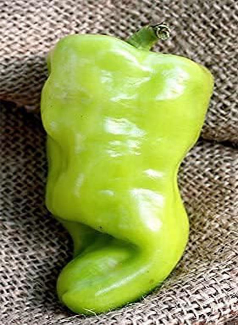 GGOOT Hungarian Wax Heirloom  Premium Seeds 100pcs/Packet - Image 1