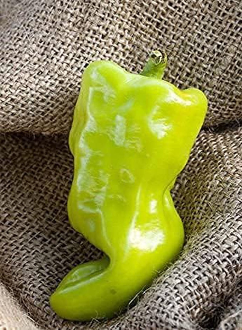 GGOOT Hungarian Wax Heirloom  Premium Seeds 100pcs/Packet - Image 2