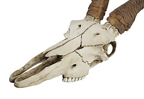 Veronese Design African Kudu Antelope Skull Wall Hanging Cool Twisted Horns - Image 5