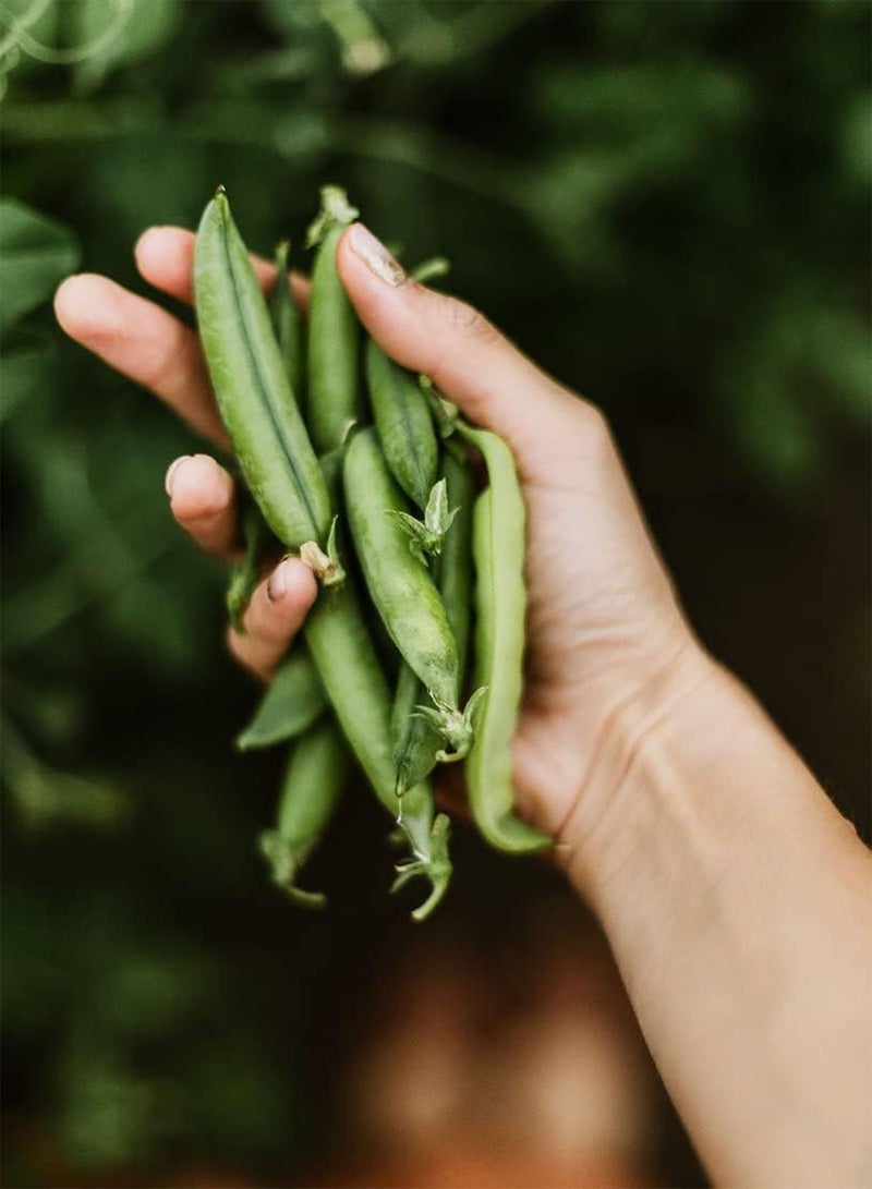 جي جوت بذور بازلاء سيرج 200 (34.8 جرام تقريبًا) من خضراوات بيسوم ساتيفوم - بازلاء حلوة طرية - Image 1