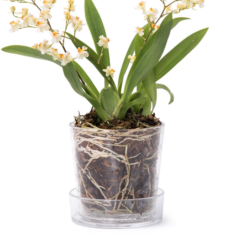 Phoenix Vine 3.5 Inch Clear Acrylic Planter Pot with Tray, Orchid Pot with Drainage Holes, Deep Saucer for Bottom Watering, Transparent Containers for Indoor Plants, Herbs, Set of 1, 91-A-D-1 - Image 1