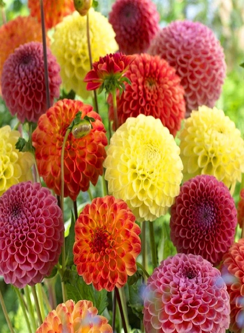 GGOOT Long Flowering Period/Dahlia Seeds/Perennial Plants/Can be Planted All Year Round/Extraordinary flowers-75 PCS,a