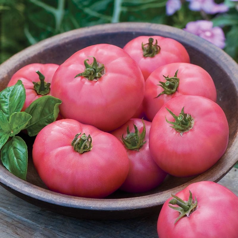 Burpee Big Pink Hybrid Tomato Seeds 40 seeds
