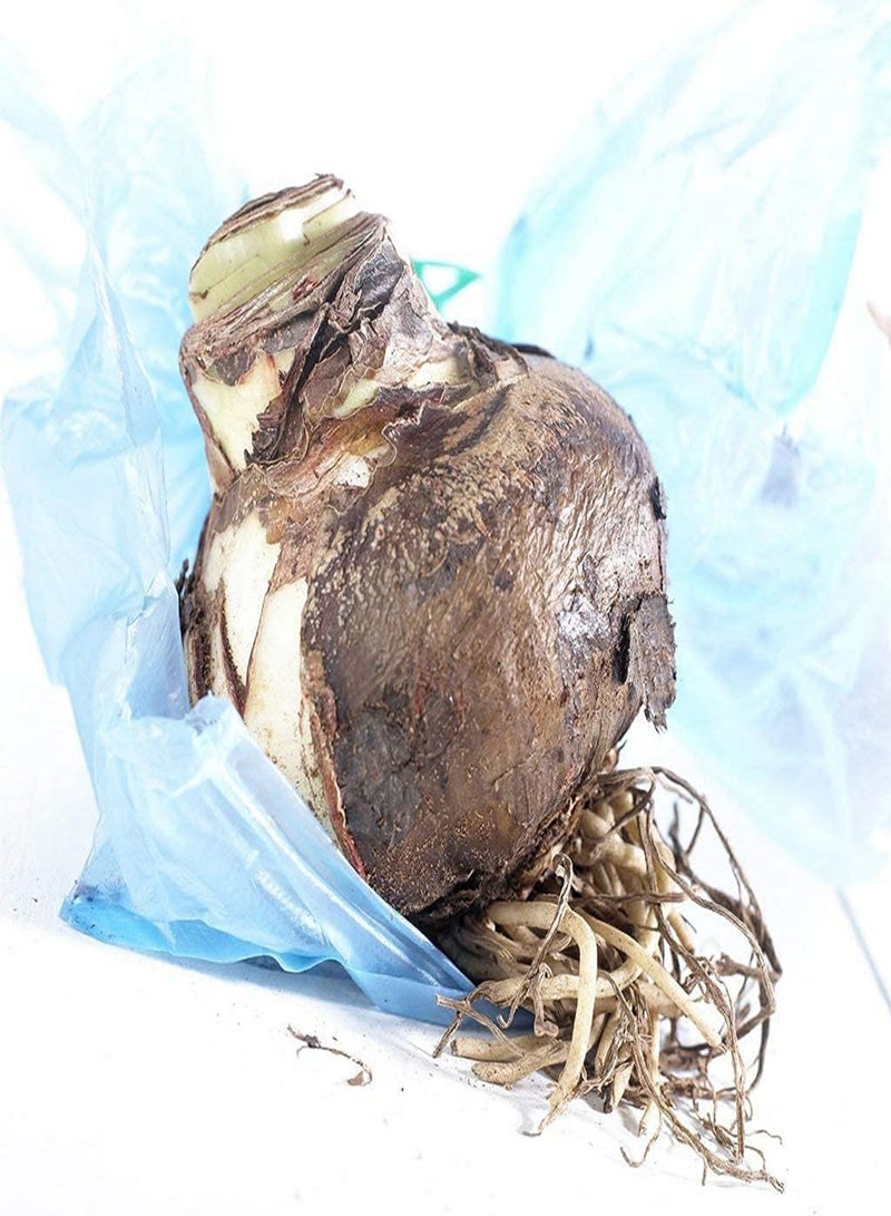 جي جوت بذور أمارلس متعددة البتلات، نمو طبيعي مستقيم، زهور هيبيستروم عطرية، مناسبة للزراعة في المزهريات والديكور، سهلة العناية، صنف للمبتدئين - Image 2