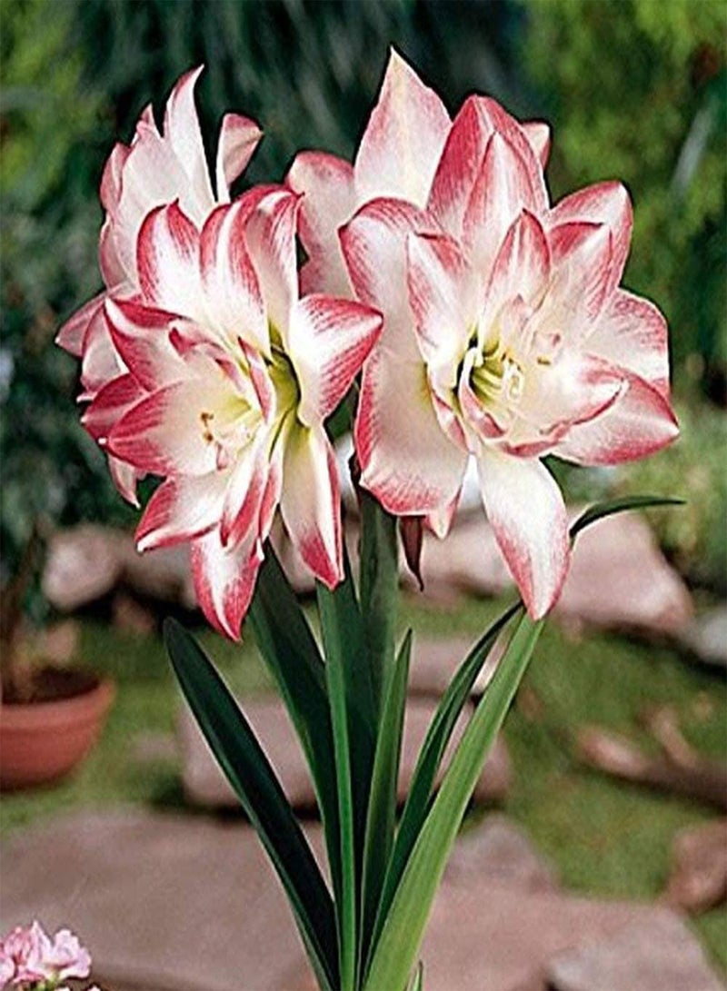 جي جوت بذور أمارلس متعددة البتلات، نمو طبيعي مستقيم، زهور هيبيستروم عطرية، مناسبة للزراعة في المزهريات والديكور، سهلة العناية، صنف للمبتدئين - Image 1