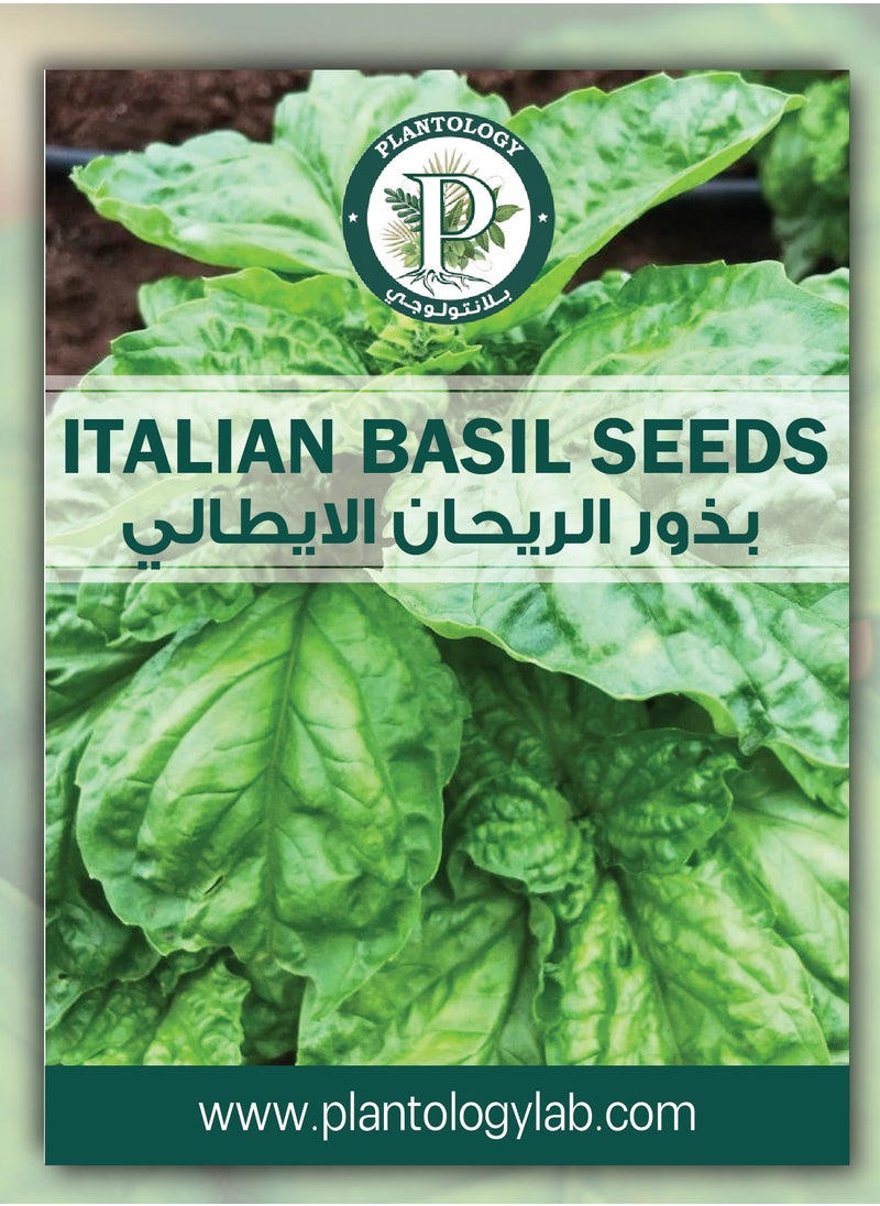 ماركة غير محددة - بذور الريحان الإيطالي للزراعة - أوراق الريحان الإيطالي كبيرة الحجم - طعام زهرة الريحان - Image 1