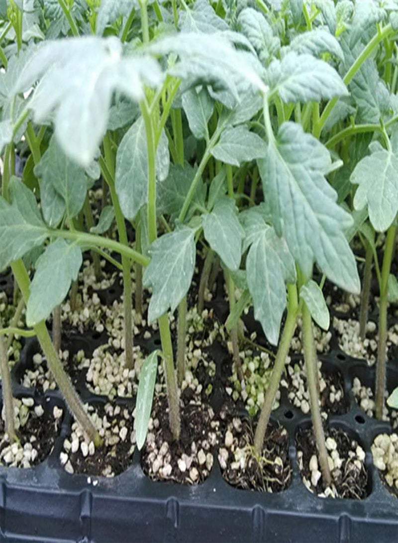 جي جوت 100 قطعة من بذور الطماطم، بذور نباتات الفاكهة والخضروات لتزيين فناء المنزل، بذور بيضاء للمنزل - Image 4