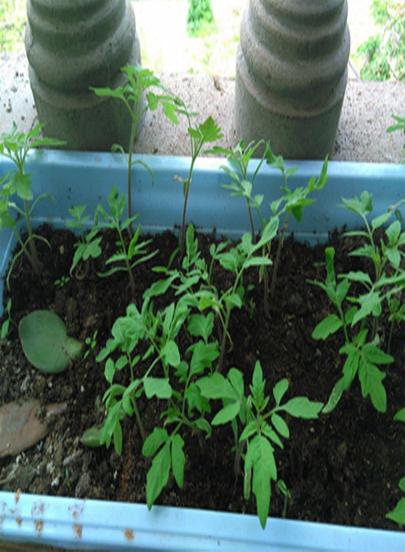 جي جوت 100 قطعة من بذور الطماطم، بذور نباتات الفاكهة والخضروات لتزيين فناء المنزل، بذور بيضاء للمنزل - Image 3