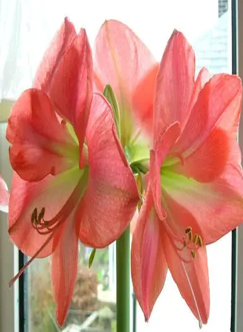 GGOOT 2pcs Roze Amaryllis BOL Groot Het is mooi Van kleur en heeft EEN Hoge sierwaarde Opvallende kleuren Van bolbloemen Gemakkelijk te planten - Image 2