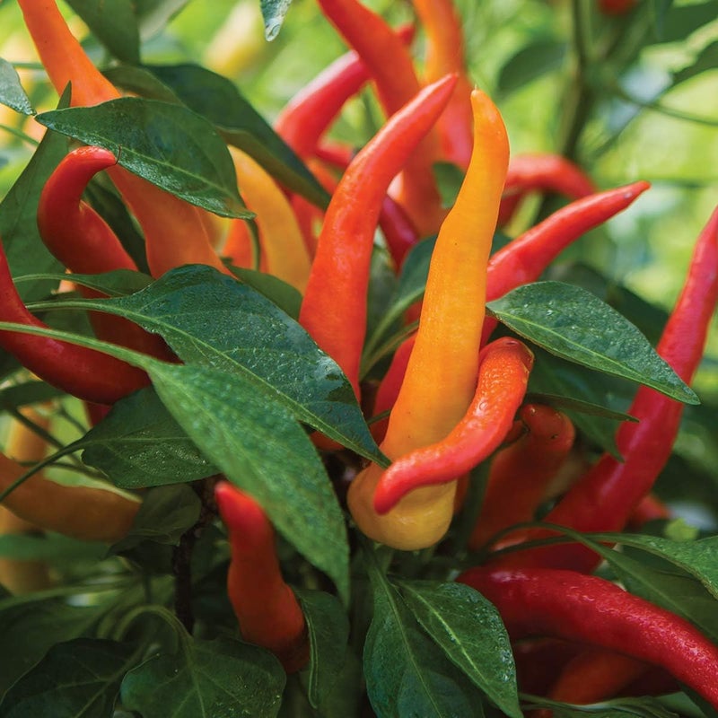 Burpee Sweet Savour Hybrid Sweet Pepper Seeds 25 seeds - Image 1