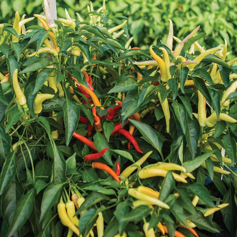 Burpee Sweet Savour Hybrid Sweet Pepper Seeds 25 seeds - Image 3
