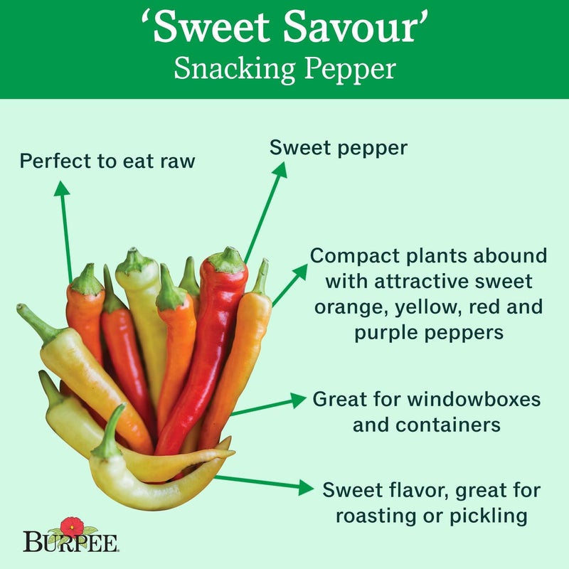 Burpee Sweet Savour Hybrid Sweet Pepper Seeds 25 seeds - Image 2