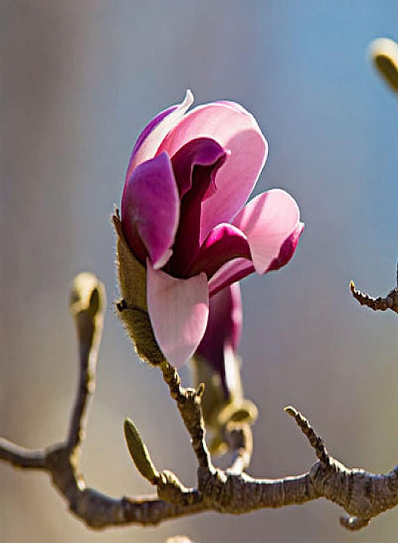 GGOOT 100Pcs Magnolia Seeds Deciduous Ornamental Trees for Planting in Gardens and Courtyards Blooming Beautiful Flowers Light Up Your Garden - Image 2