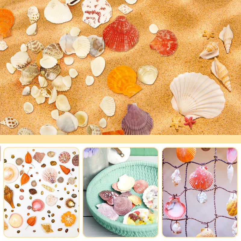 WEOXPR Mixed Sea Shells, 100+ Pcs Beach Seashells Starfish, Various Sizes Ocean Seashells for Fish Tank Vase Fillers, Beach Theme Party Wedding Decor, Candle Making, DIY Crafts - Image 3
