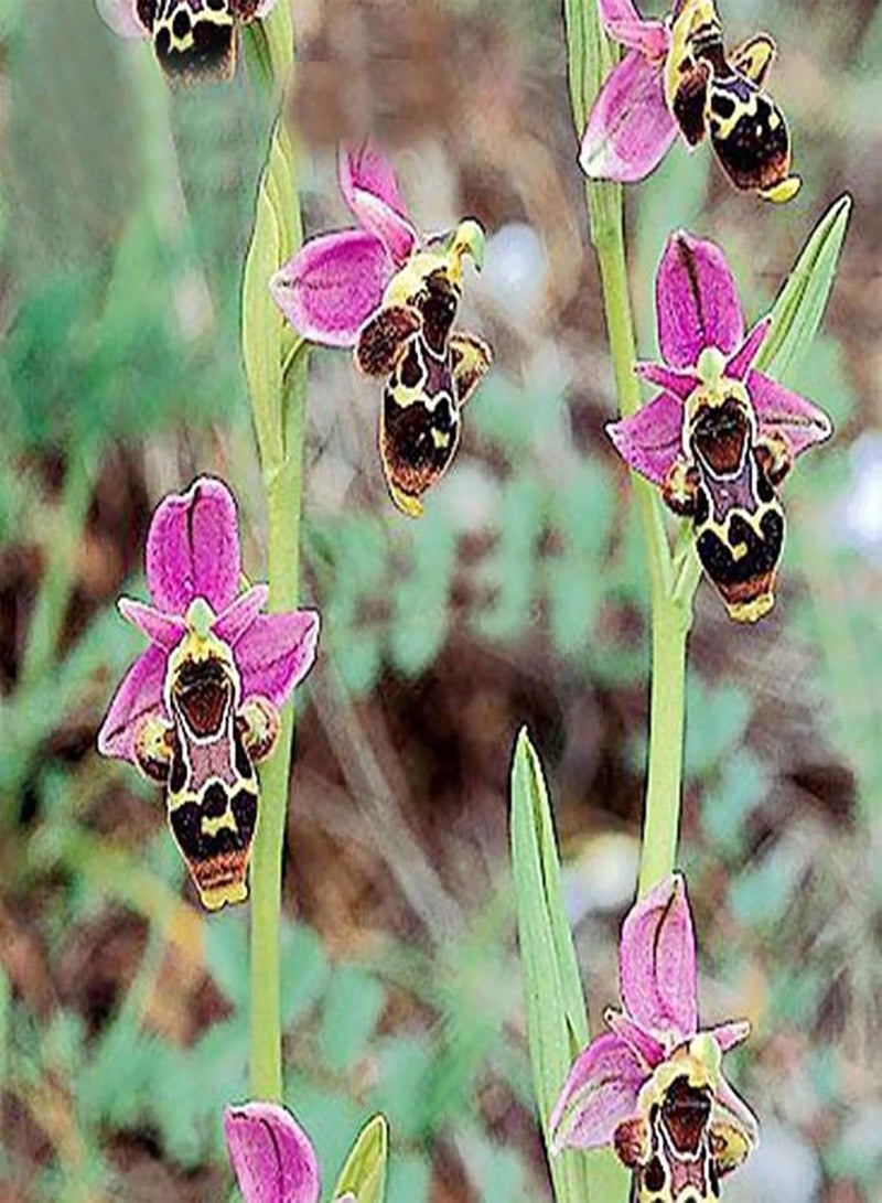 GGOOT 100Pcs Premium Flower Seeds, Ophrys Apifera Seeds Perennial Natural Colorful Bee Orchid Flower Seeds for Home Blue - Image 5