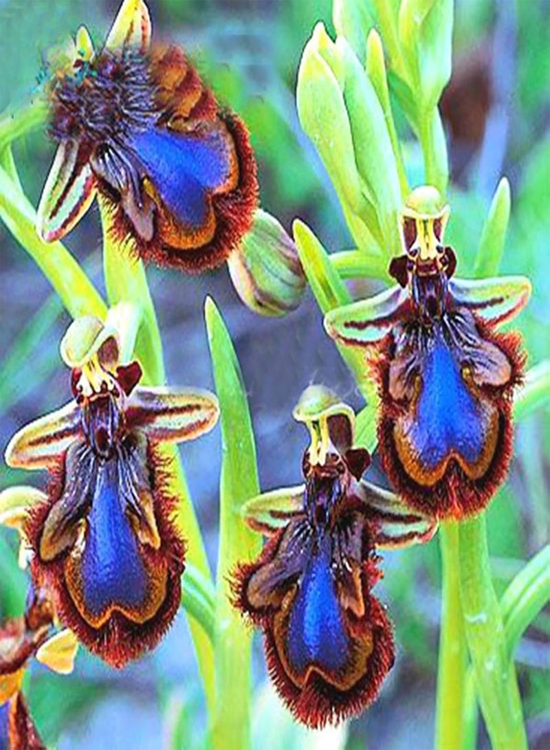 GGOOT 100Pcs Premium Flower Seeds, Ophrys Apifera Seeds Perennial Natural Colorful Bee Orchid Flower Seeds for Home Blue - Image 2