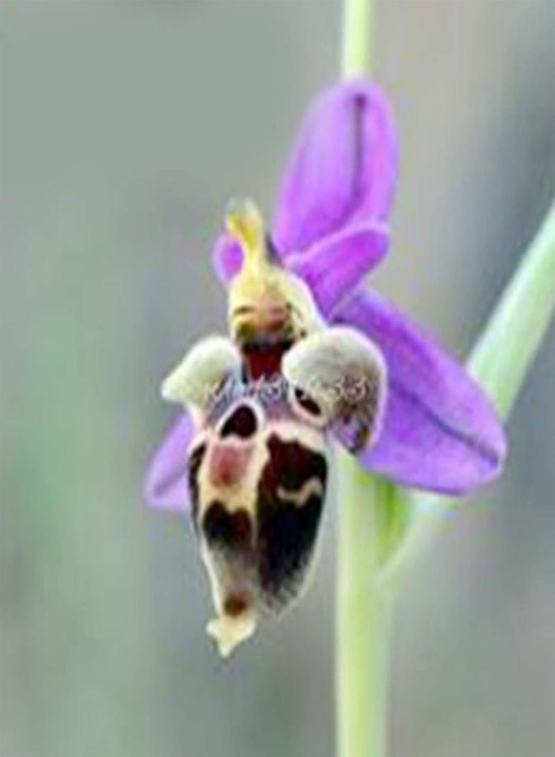 GGOOT 100Pcs Premium Flower Seeds, Ophrys Apifera Seeds Perennial Natural Colorful Bee Orchid Flower Seeds for Home Blue - Image 4
