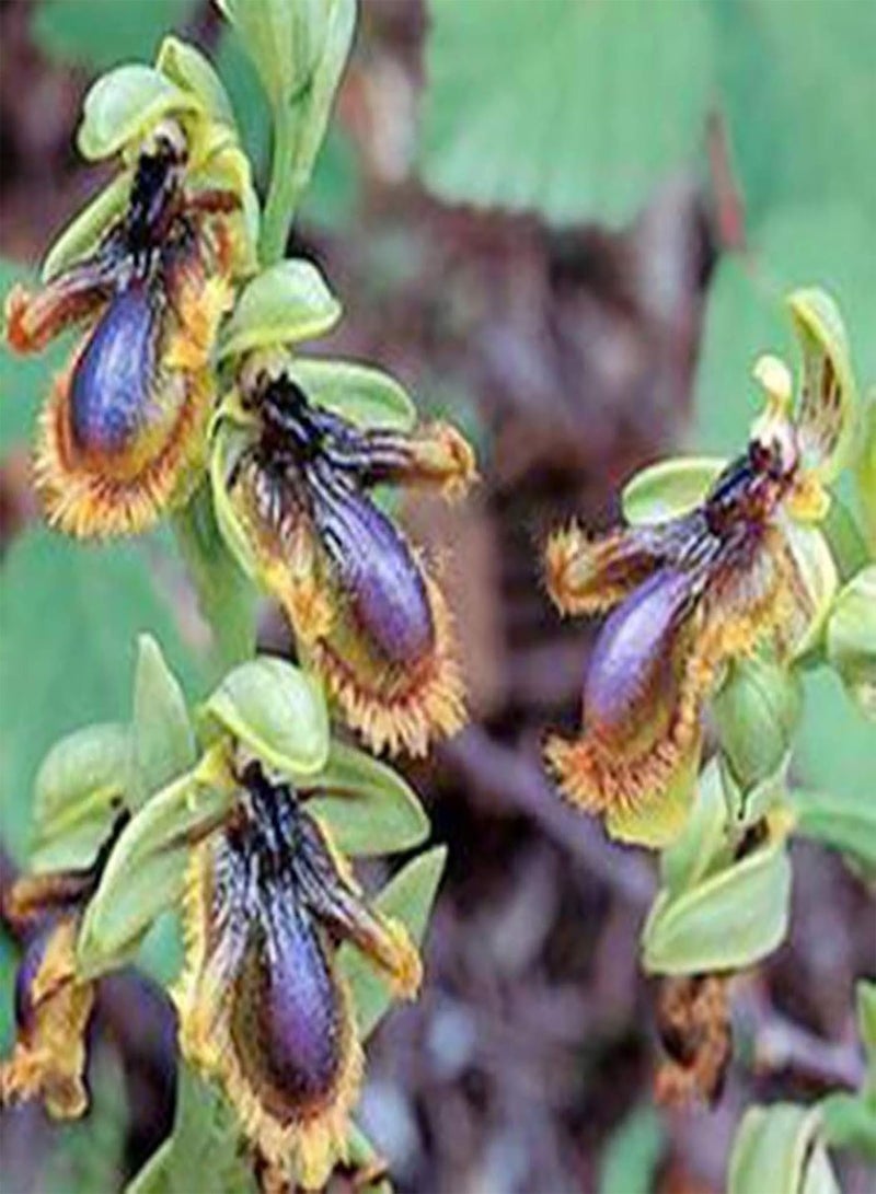 GGOOT 100Pcs Premium Flower Seeds, Ophrys Apifera Seeds Perennial Natural Colorful Bee Orchid Flower Seeds for Home Blue - Image 1