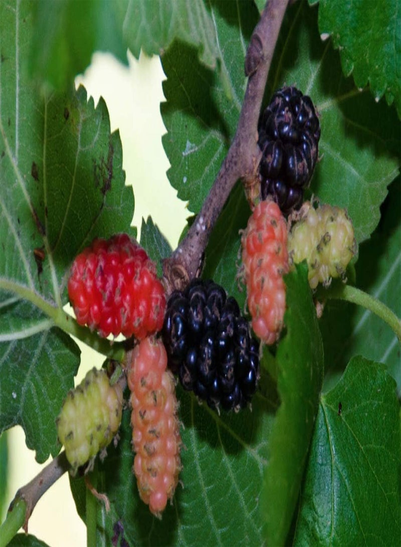 جي جوت 25 بذور شجرة التوت الأسود، Morus nigra - Image 3