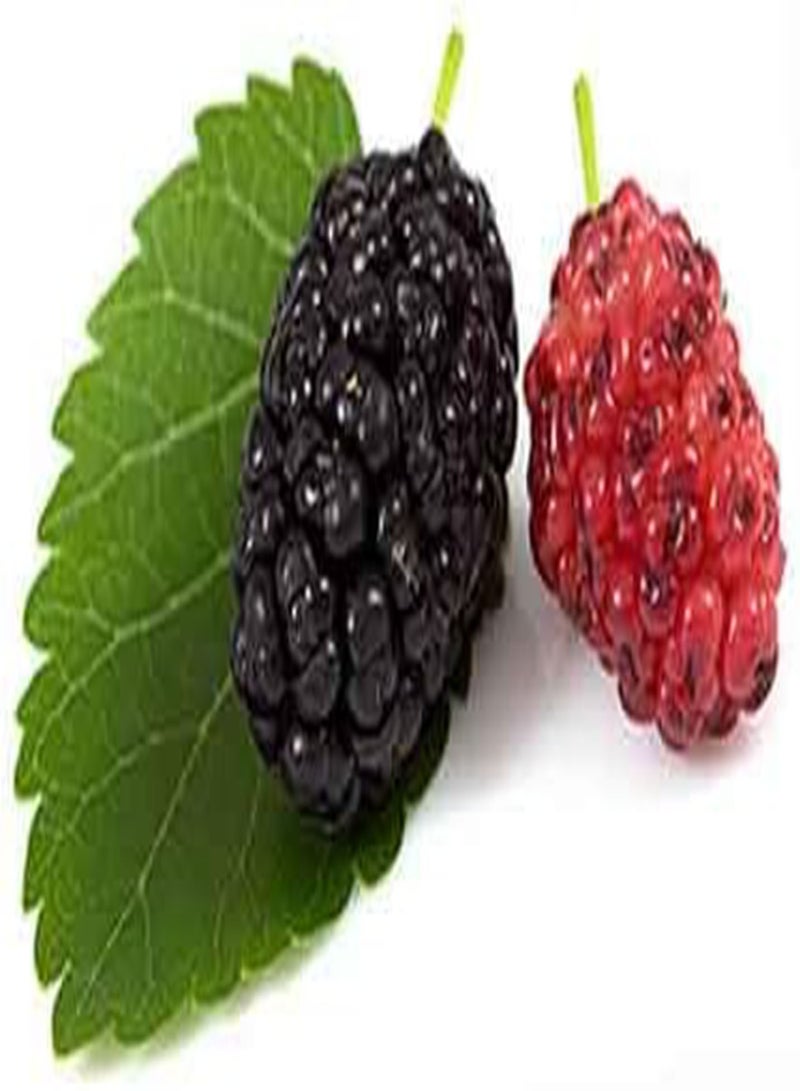 جي جوت 25 بذور شجرة التوت الأسود، Morus nigra - Image 2