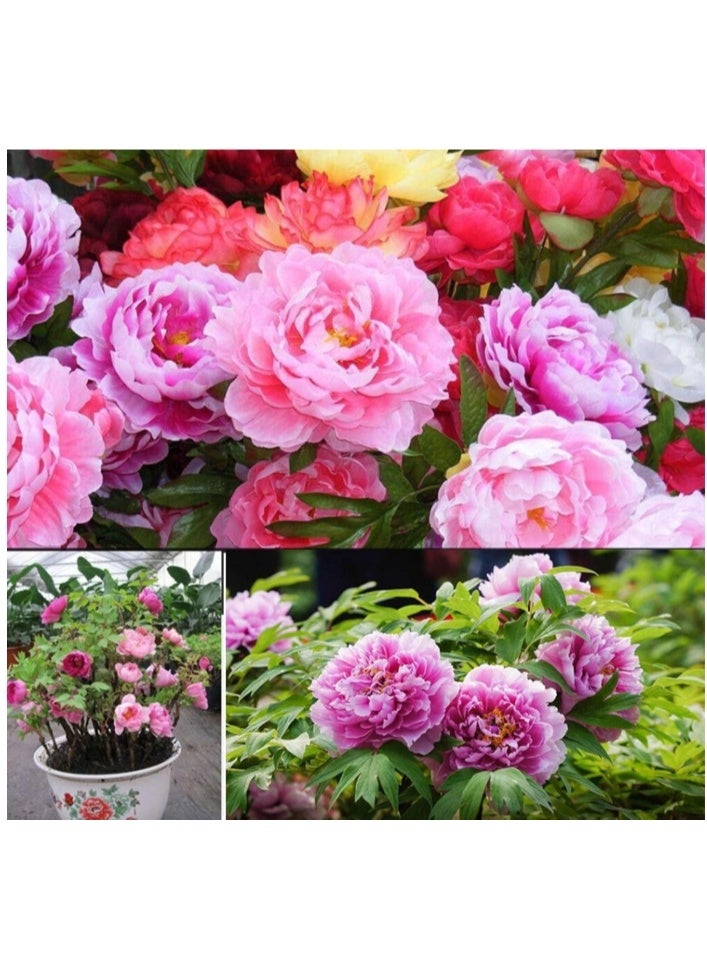 50 قطعة من بذور الفاوانيا المزدوجة متعددة الألوان، بذور شجرة الفاوانيا، نباتات شرفة حديقة بونساي ديكور الزهور - بذور الفاوانيا متعددة الألوان - Image 1