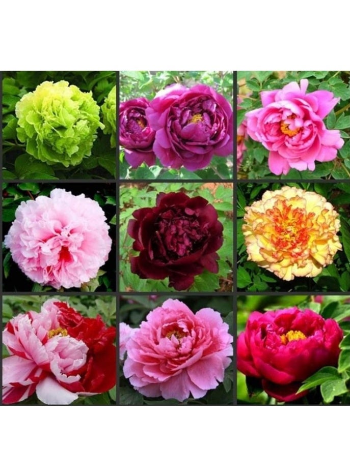 50 قطعة من بذور الفاوانيا المزدوجة متعددة الألوان، بذور شجرة الفاوانيا، نباتات شرفة حديقة بونساي ديكور الزهور - بذور الفاوانيا متعددة الألوان - Image 3