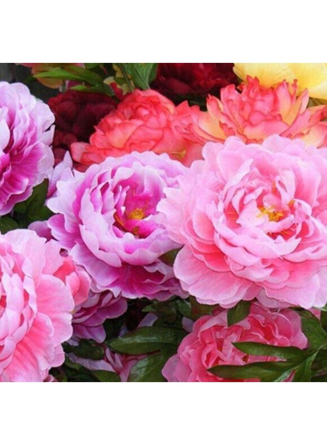 50 قطعة من بذور الفاوانيا المزدوجة متعددة الألوان، بذور شجرة الفاوانيا، نباتات شرفة حديقة بونساي ديكور الزهور - بذور الفاوانيا متعددة الألوان - Image 4