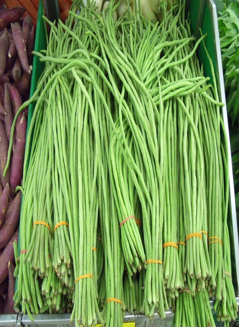 GGOOT Yardlong  (Asparagus , Snake , Chinese Long ) 100 Seeds - Image 1