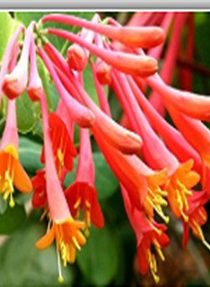 GGOOT Homn Packet Honeysuckle Seeds, 80 Seeds, Scarlet Trumpet Special Color 