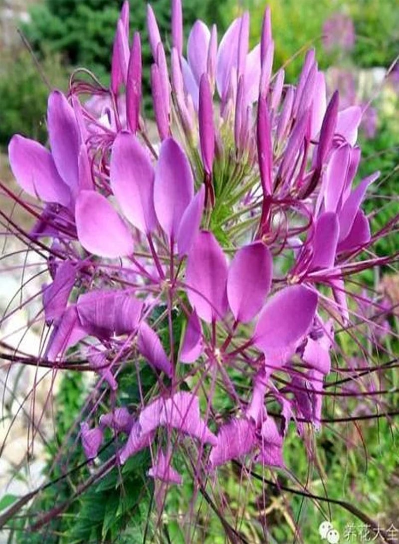 GGOOT 100Pcs/Bag Bee Chamber Flower Seeds,High Yield Cold Natural Bee Chamber Flower Seeds for Patio Planting Garden Yard Outdoor 1 Bee House Flower Seeds - Image 5