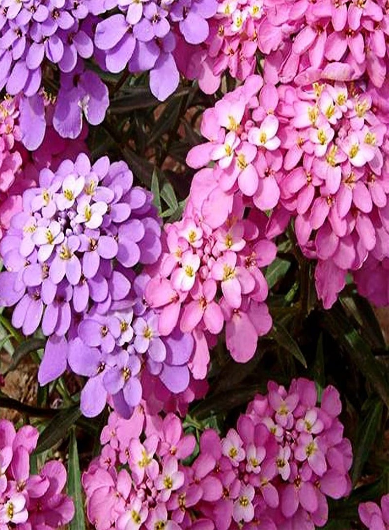 GGOOT 100Pcs/Bag Bee Chamber Flower Seeds,High Yield Cold Natural Bee Chamber Flower Seeds for Patio Planting Garden Yard Outdoor 1 Bee House Flower Seeds - Image 4