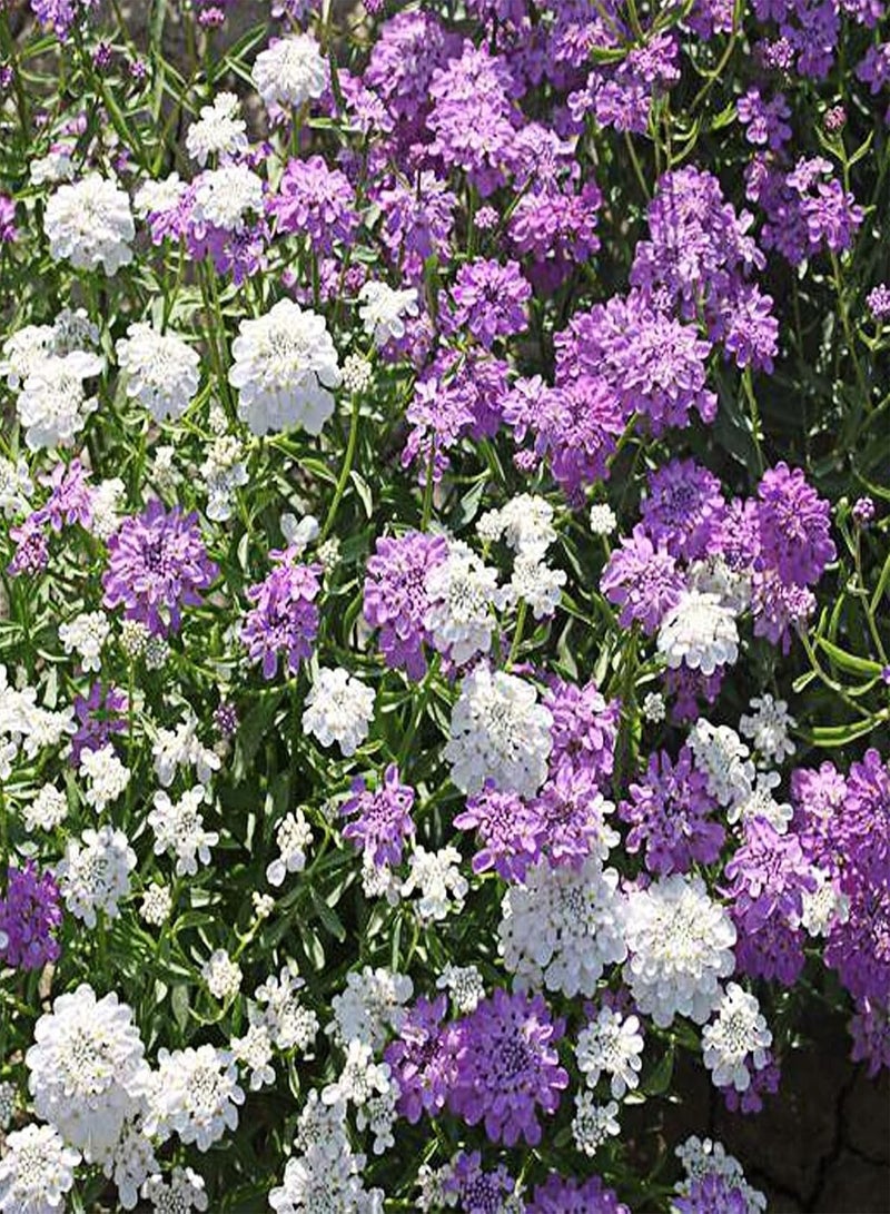 GGOOT 100Pcs/Bag Bee Chamber Flower Seeds,High Yield Cold Natural Bee Chamber Flower Seeds for Patio Planting Garden Yard Outdoor 1 Bee House Flower Seeds - Image 2