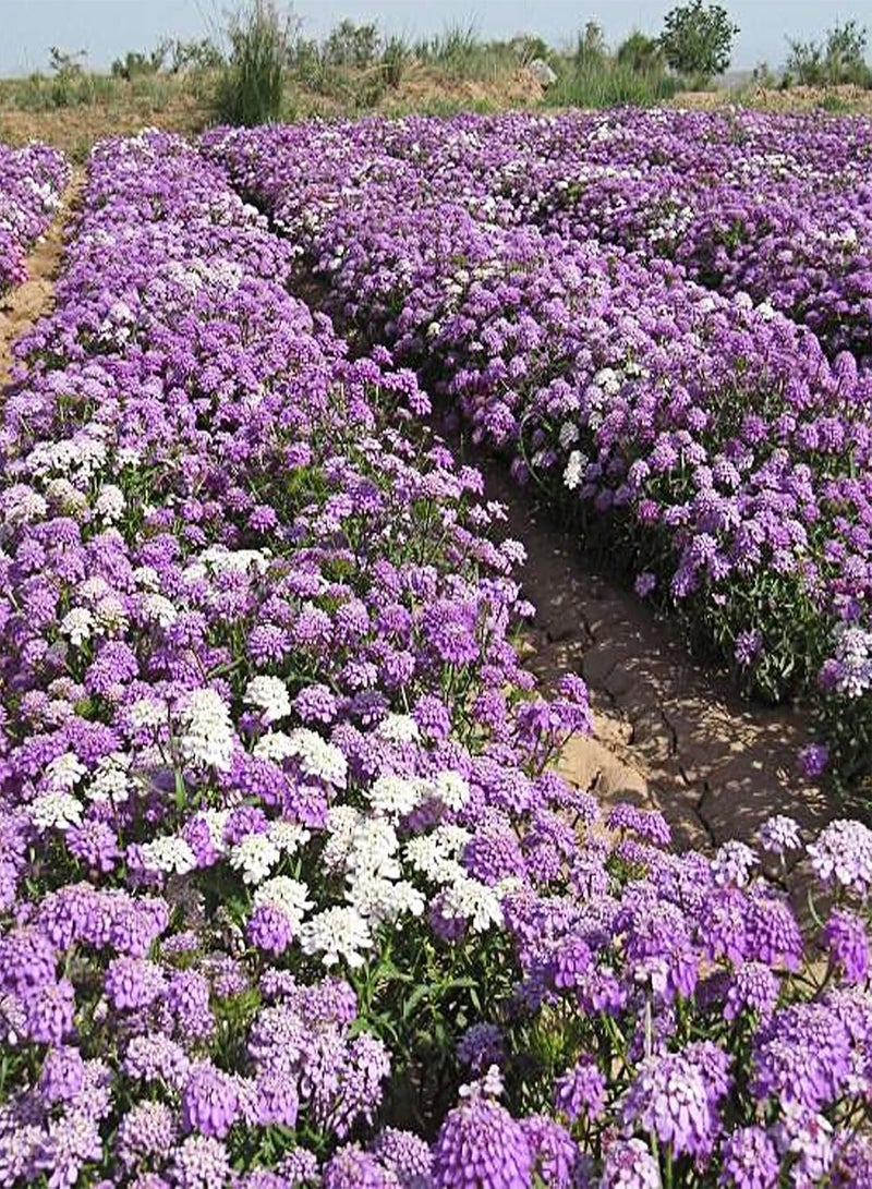 GGOOT 100Pcs/Bag Bee Chamber Flower Seeds,High Yield Cold Natural Bee Chamber Flower Seeds for Patio Planting Garden Yard Outdoor 1 Bee House Flower Seeds - Image 3