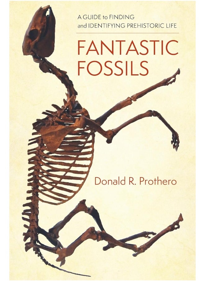 null - Fantastic Fossils: A Guide to Finding and Identifying Prehistoric Life - Image 1