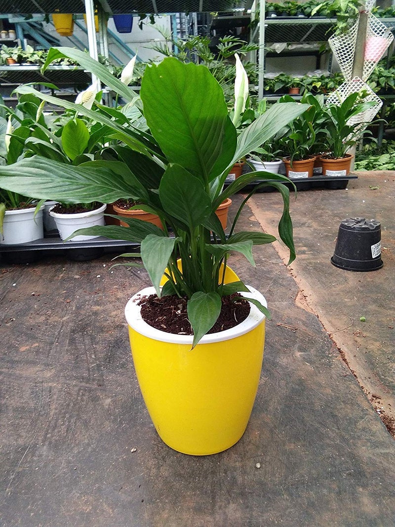 CAPPL Self Watering Hanging Planter Flower Pot (Yellow-White Pack of 6) - Image 5